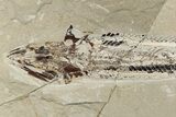 Cretaceous Viper Fish (Prionolepis) Fossil - Lebanon #200629-2